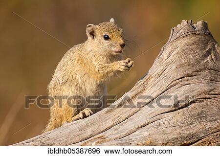 Ochre-footed bush squirrel, Moremi Game Reserve, Okavango Delta (Paraxerus cepapi), Botswana, Africa View Large Photo Image Stock Photograph - Ochre-footed bush squirrel, Moremi Game Reserve, Okavango Delta (Paraxerus cepapi), Botswana, Africa. Fotosearch
