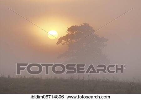 Old pine tree at sunrise, Masuria, Poland, Europe View Large Photo Image Stock Photograph - Old pine tree at sunrise, Masuria, Poland, Europe. Fotosearch