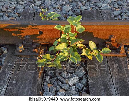 Old railway track, railway sleepers, Hamburg, Germany, Europe View Large Photo Image Stock Image - Old railway track, railway sleepers, Hamburg, Germany, Europe. Fotosearch