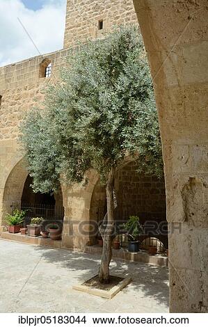 Picture - Olive tree in the courtyard, Anatolia, Deyrulzafaran Monastery, Mardin, Turkey, Asia. Fotosearch