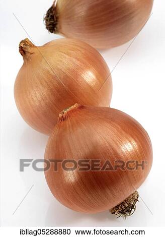 Onion, Common onions (allium cepa), Leek family, ONION Exemption View Large Photo Image Stock Image - Onion, Common onions (allium cepa), Leek family, ONION Exemption. Fotosearch