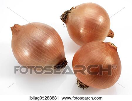Onion, Common onions (allium cepa), Leek family, Onion, cut out View Large Photo Image Stock Image - Onion, Common onions (allium cepa), Leek family, Onion, cut out. Fotosearch