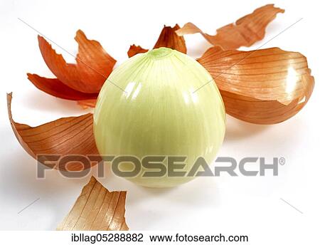 Stock Image - Onion, Common onions (allium cepa), Leek family, ONION Exemption. Fotosearch
