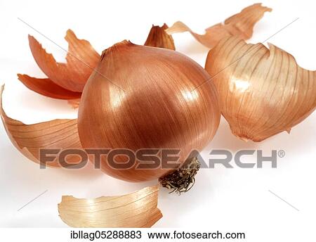 Onion, Common onions (allium cepa), Leek family, Onion, cut out View Large Photo Image Stock Image - Onion, Common onions (allium cepa), Leek family, Onion, cut out. Fotosearch
