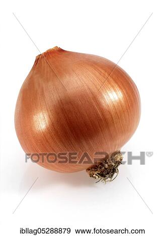 Onion, Common onions (allium cepa), Leek family, Onion, cut out View Large Photo Image Stock Photo - Onion, Common onions (allium cepa), Leek family, Onion, cut out. Fotosearch