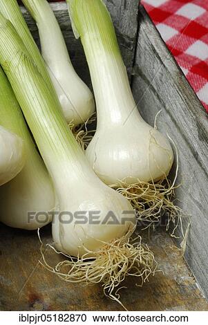 Onion, onion, spring onion, spring onion, box View Large Photo Image Stock Image - Onion, onion, spring onion, spring onion, box. Fotosearch