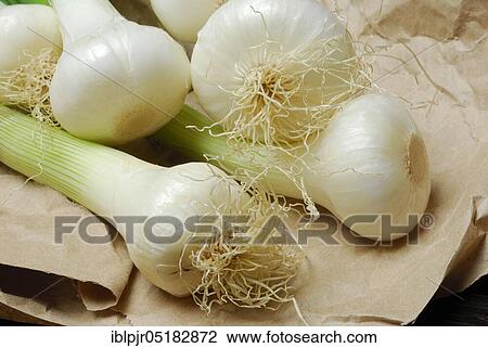 Onion, spring onions, spring onions View Large Photo Image Stock Image - Onion, spring onions, spring onions. Fotosearch