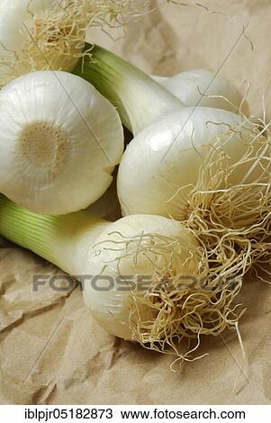Onion, spring onions, spring onions View Large Photo Image Stock Image - Onion, spring onions, spring onions. Fotosearch
