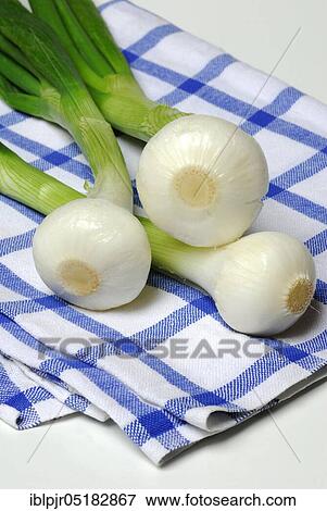Stock Photo - Onion, spring onions, spring onions. Fotosearch