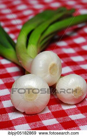 Stock Photo - Onion, spring onions, spring onions. Fotosearch