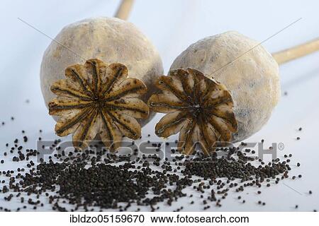 Opium poppy (Papaver somniferum), seed capsules and seeds, poppy, poppy seed capsule View Large Photo Image Stock Image - Opium poppy (Papaver somniferum), seed capsules and seeds, poppy, poppy seed capsule. Fotosearch