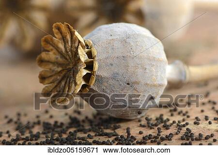 Opium poppy (Papaver somniferum), seed capsule and seeds, poppy, poppy seed capsule View Large Photo Image Stock Image - Opium poppy (Papaver somniferum), seed capsule and seeds, poppy, poppy seed capsule. Fotosearch