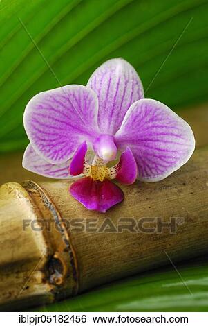 Stock Photograph - Orchid flower (Phalaenopsis hybrid) and bamboo cane. Fotosearch