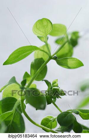 Picture - Oregano (Origarum vulgare). Fotosearch