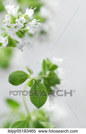 Stock Photography - Oregano (Origarum vulgare). Fotosearch