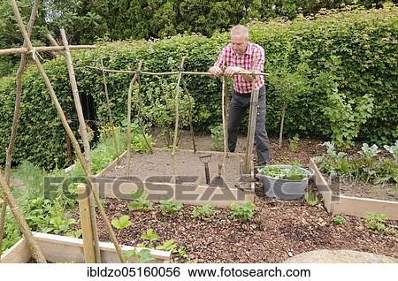 Organic garden, box system View Large Photo Image Stock Photograph - Organic garden, box system. Fotosearch