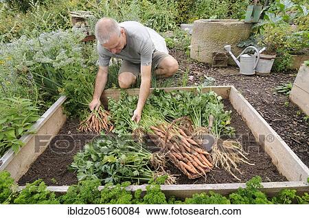 Organic garden, carrots, celeriac (Apium graveolens var. rapaceum), carrots View Large Photo Image Picture - Organic garden, carrots, celeriac (Apium graveolens var. rapaceum), carrots. Fotosearch