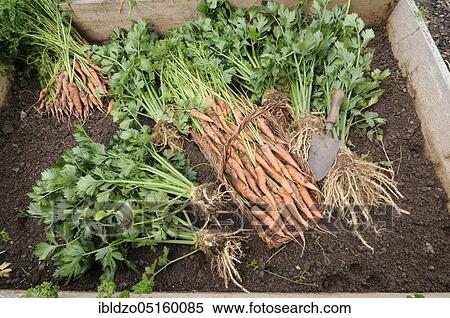 Organic garden, carrots, celeriac (Apium graveolens var. rapaceum), carrots View Large Photo Image Stock Photography - Organic garden, carrots, celeriac (Apium graveolens var. rapaceum), carrots. Fotosearch