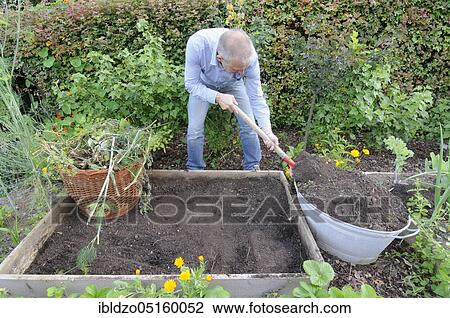 Organic garden, creation of raised beds, composting View Large Photo Image Stock Image - Organic garden, creation of raised beds, composting. Fotosearch