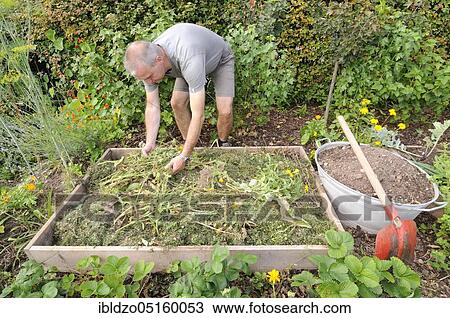 Organic garden, creation of raised beds, composting View Large Photo Image Stock Image - Organic garden, creation of raised beds, composting. Fotosearch