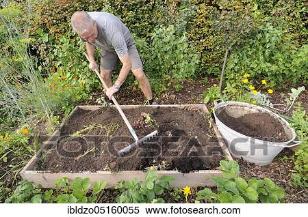 Organic garden, creation of raised beds, composting, raking View Large Photo Image Stock Photography - Organic garden, creation of raised beds, composting, raking. Fotosearch