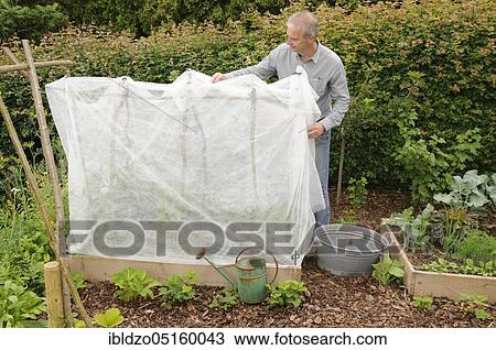 Stock Image - Organic garden, fleece as protection for tomato plants, natural garden, box system. Fotosearch