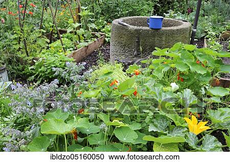 Organic garden, nasturtium View Large Photo Image Stock Image - Organic garden, nasturtium. Fotosearch