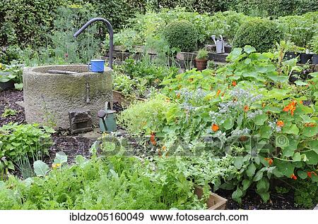 Organic garden, nasturtium View Large Photo Image Stock Photo - Organic garden, nasturtium. Fotosearch