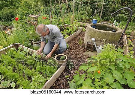 Organic garden, nature garden, box system View Large Photo Image Picture - Organic garden, nature garden, box system. Fotosearch
