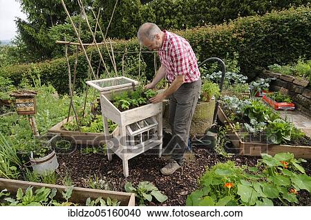 Organic garden, nature garden, box system View Large Photo Image Stock Image - Organic garden, nature garden, box system. Fotosearch