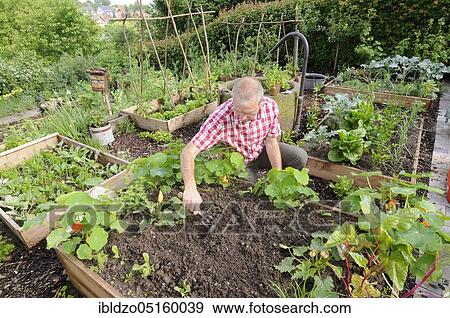 Organic garden, nature garden, box system View Large Photo Image Stock Photo - Organic garden, nature garden, box system. Fotosearch