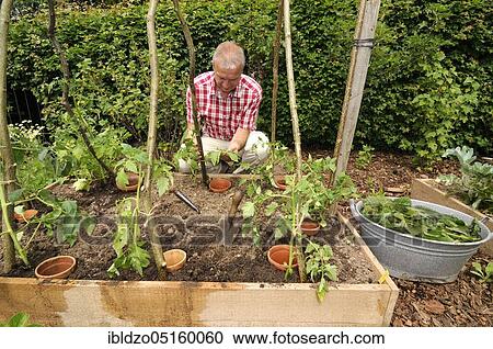 Organic garden, planting tomatoes, box system, tomato plants View Large Photo Image Stock Image - Organic garden, planting tomatoes, box system, tomato plants. Fotosearch
