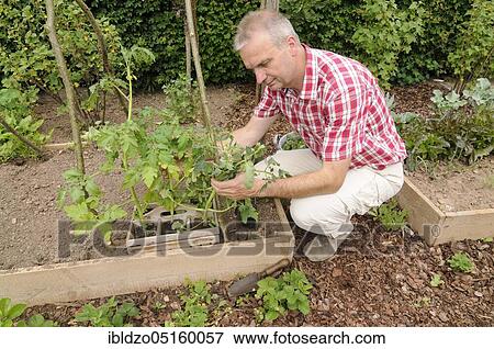 Organic garden, planting tomatoes, box system, tomato plants View Large Photo Image Stock Photo - Organic garden, planting tomatoes, box system, tomato plants. Fotosearch