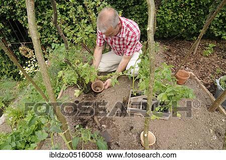Organic garden, planting tomatoes, box system, tomato plants View Large Photo Image Stock Photo - Organic garden, planting tomatoes, box system, tomato plants. Fotosearch
