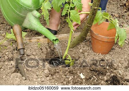 Organic garden, planting tomatoes, box system, tomato plants, watering can, watering View Large Photo Image Stock Photo - Organic garden, planting tomatoes, box system, tomato plants, watering can, watering. Fotosearch