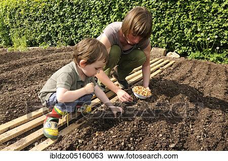 Organic garden, putting onions View Large Photo Image Stock Image - Organic garden, putting onions. Fotosearch
