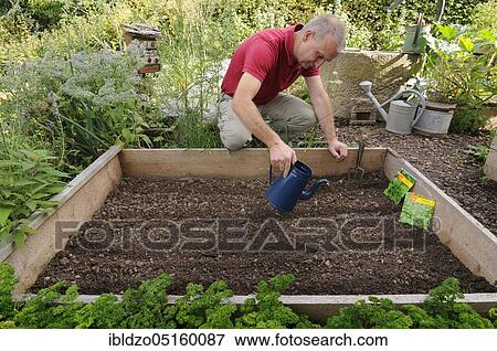 Organic garden, sowing lamb's lettuce (Valerianella locusta), rapeseed, watering can View Large Photo Image Stock Photo - Organic garden, sowing lamb's lettuce (Valerianella locusta), rapeseed, watering can. Fotosearch