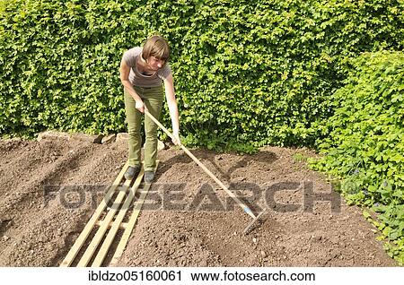 Organic garden, sowing onions, raking View Large Photo Image Stock Image - Organic garden, sowing onions, raking. Fotosearch