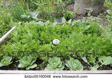 Stock Photo - Organic garden, various vegetables and herbs, carrots and white cabbage. Fotosearch