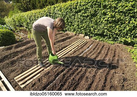 Stock Photography - Organic garden, woman lays seed tape for carrots, watering can, watering. Fotosearch