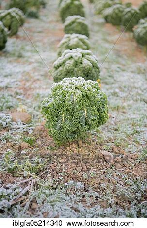 Stock Image - Organic kale (Brassica oleracea var. sabellica), Velbert, North Rhine-Westphalia, Germany, Europe. Fotosearch