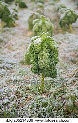 Organic kale (Brassica oleracea var. sabellica), Velbert, North Rhine-Westphalia, Germany, Europe View Large Photo Image Stock Photograph - Organic kale (Brassica oleracea var. sabellica), Velbert, North Rhine-Westphalia, Germany, Europe. Fotosearch