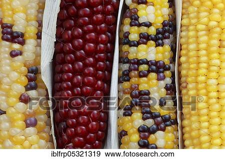 Stock Photo - Ornament ( Zea mays). Fotosearch