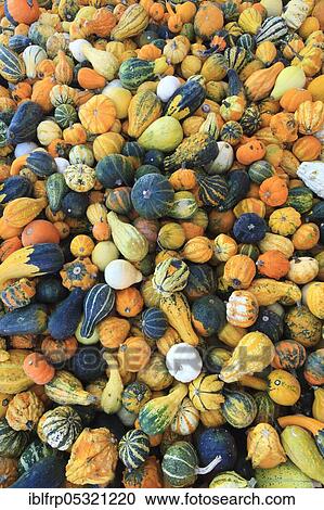 Stock Image - Ornamental pumpkins, ornamental pumpkin, pumpkin. Fotosearch