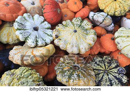 Stock Image - Ornamental pumpkins, ornamental pumpkin, pumpkin. Fotosearch