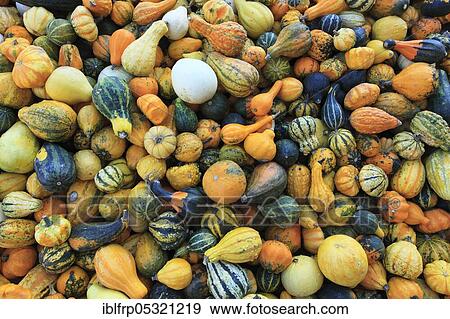 Stock Photo - Ornamental pumpkins, ornamental pumpkin, pumpkin. Fotosearch