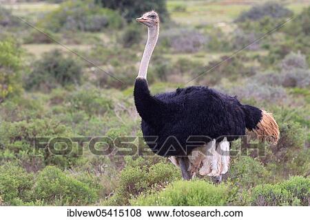 Stock Photo - Ostrich, male, De Hoop National Park, Western Cape, South Africa (Struthio camelus). Fotosearch