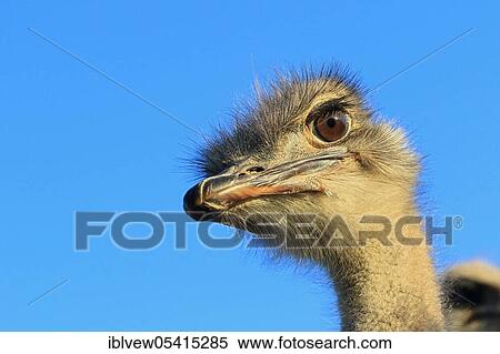 Stock Photography - Ostrich, Oudtshoorn, Western Cape, South Africa (Struthio camelus). Fotosearch