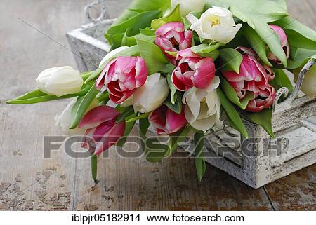 Ostrich tulips, tulip bouquet ( Tulipa spec. ) View Large Photo Image Picture - Ostrich tulips, tulip bouquet ( Tulipa spec. ). Fotosearch
