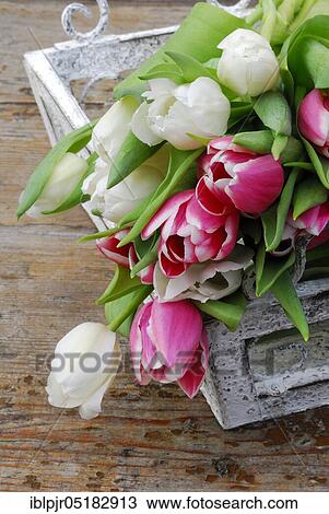 Stock Image - Ostrich tulips, tulip bouquet ( Tulipa spec. ). Fotosearch